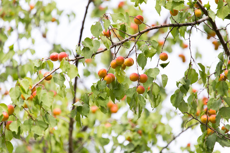 apricots on a treeの写真素材
