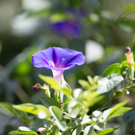Beautiful blue flower on nature
