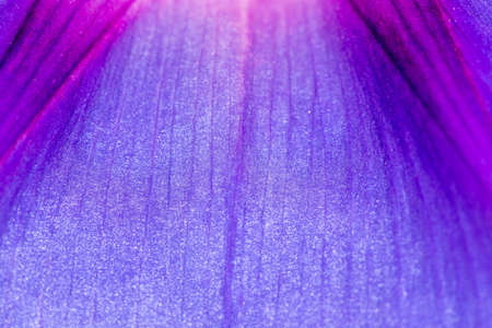 blue flower super macroの写真素材