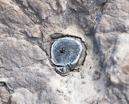 coal ash in clay