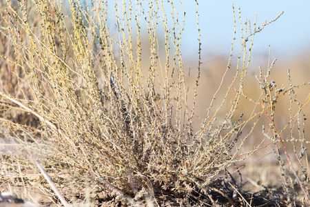 plant in the desert