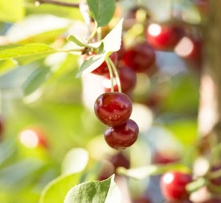 ripe cherries on the tree