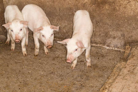 pigs on the farmの写真素材