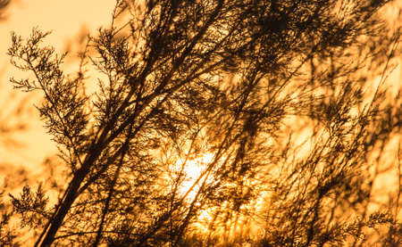 branches of a tree at sunsetの写真素材