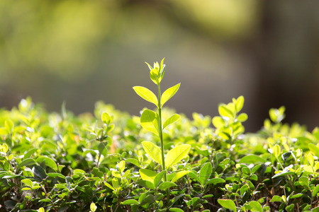 beautiful leaves on the bush in nature