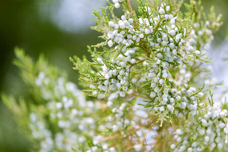 Thuja Outdoors