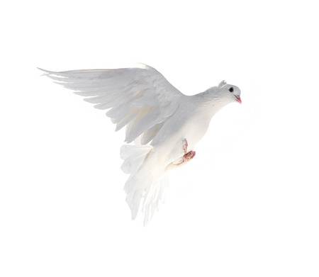 A free flying white dove isolated on a white backgroundの写真素材