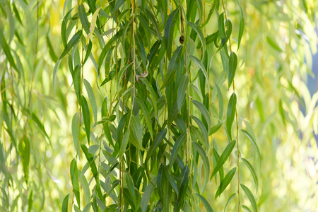 willow branches on the nature