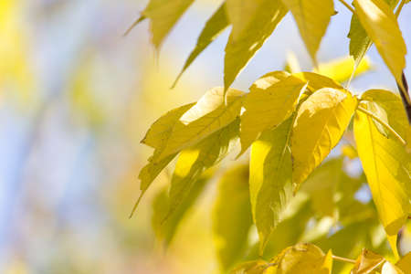 beautiful leaves on the tree in autumn