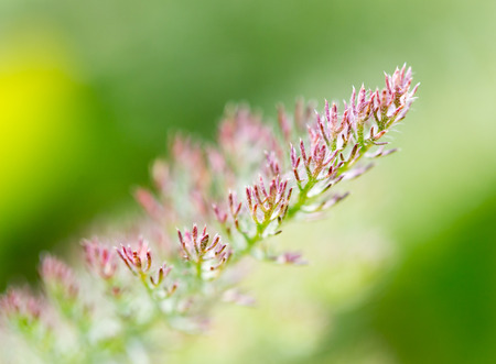 Beautiful branch of a coniferous tree in natureの写真素材