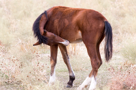 horse on natureの写真素材