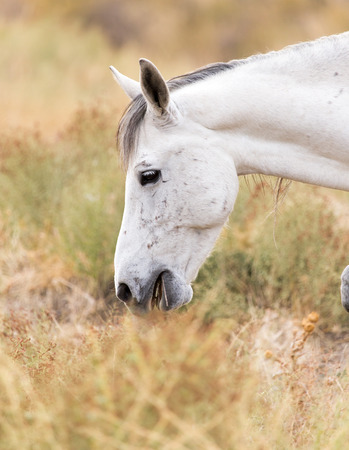 White horse on natureの写真素材