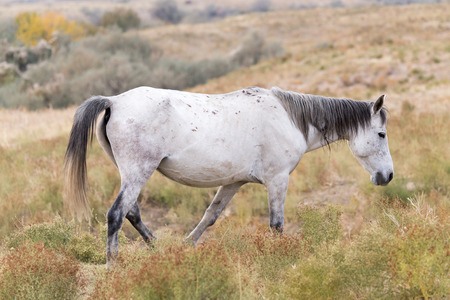 White horse on natureの写真素材