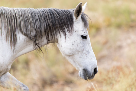 White horse on natureの写真素材