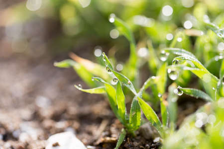 water drops on a green grassの写真素材