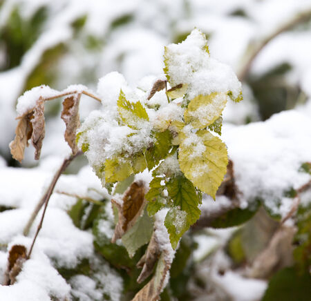 raspberry leaves in snowの写真素材