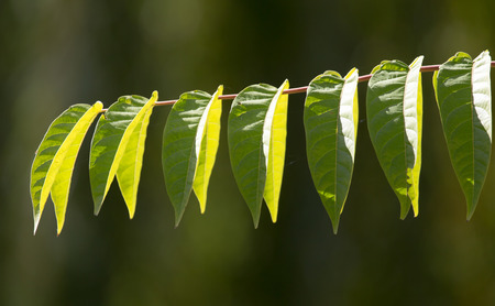 leaves on the tree in natureの写真素材
