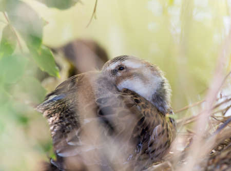 duck sleeps
