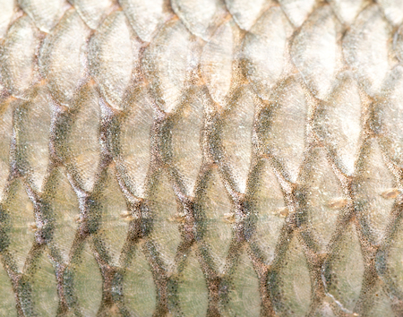 pattern of fish scalesの写真素材