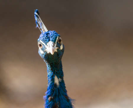 peacock portrait on natureの写真素材
