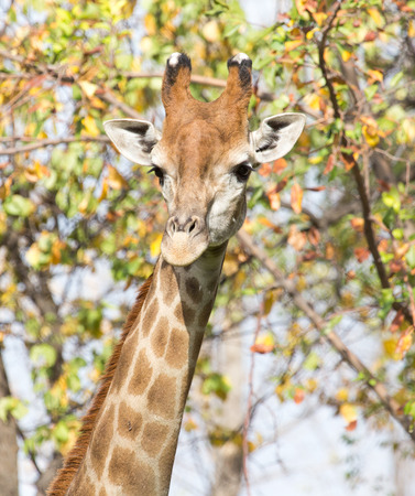 giraffe on natureの写真素材