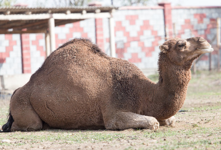 camel portrait in natureの写真素材