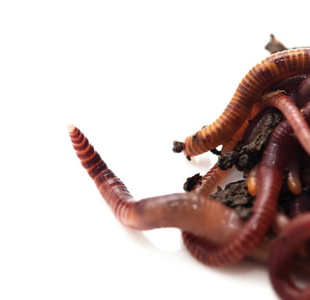 worm in the ground on a white backgroundの写真素材