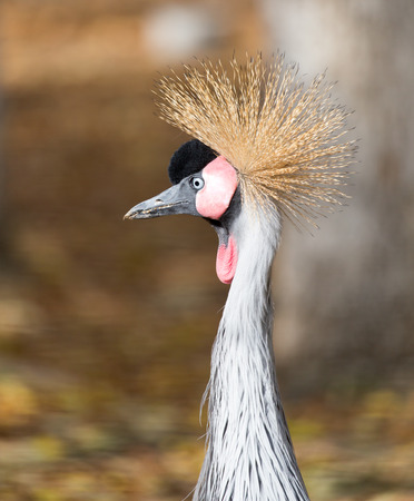 bird with a crest on the natureの写真素材