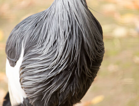 background bird feathersの写真素材