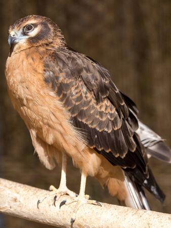 Portrait hawk on natureの写真素材