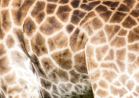Background of giraffe skinの写真素材