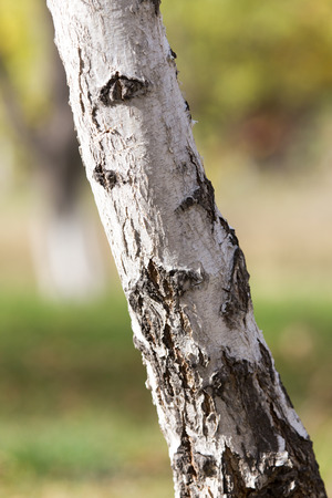 birch trunk in natureの写真素材