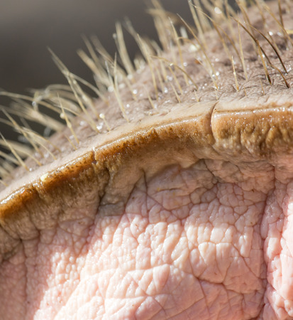 lip hippoの写真素材