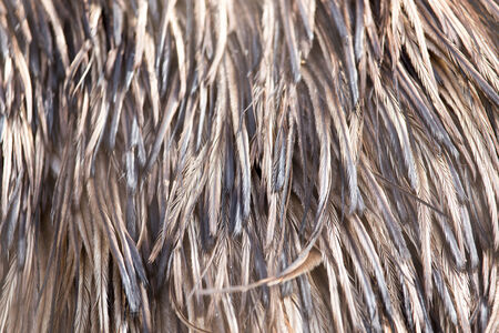 background bird feathersの写真素材