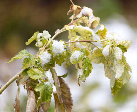 raspberry leaves in snowの写真素材