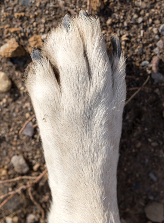 dog pawsの写真素材