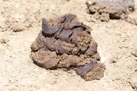 cow dungの写真素材