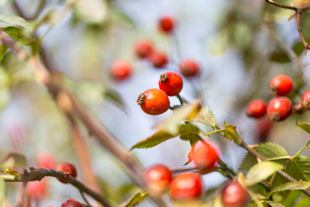 rosehips Outdoorsの写真素材
