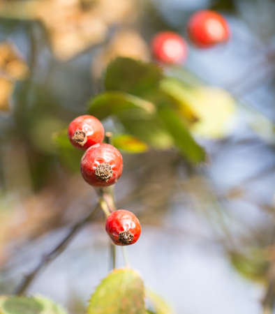 rosehips Outdoors