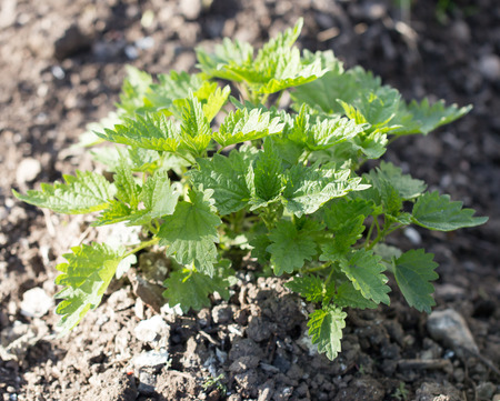 green nettle bush