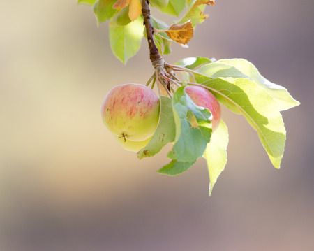 ripe apples on the tree in nature