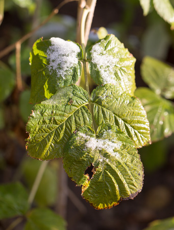 snow on green leavesの写真素材