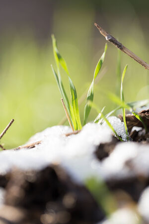 grass in snowの写真素材