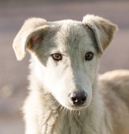 Dog Outdoorsの写真素材