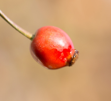 rosehips Outdoorsの写真素材