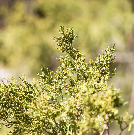 Thuja Outdoors