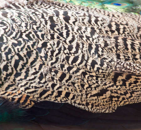 peacock and feathers