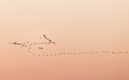a flock of birds at sunset