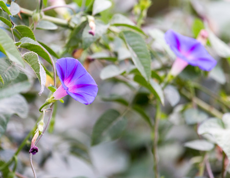 blue flower in nature