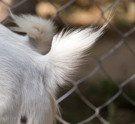 tail sheepの写真素材